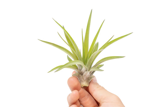 Large Tillandsia Velutina Air Plants / 4-6 Inch Plants