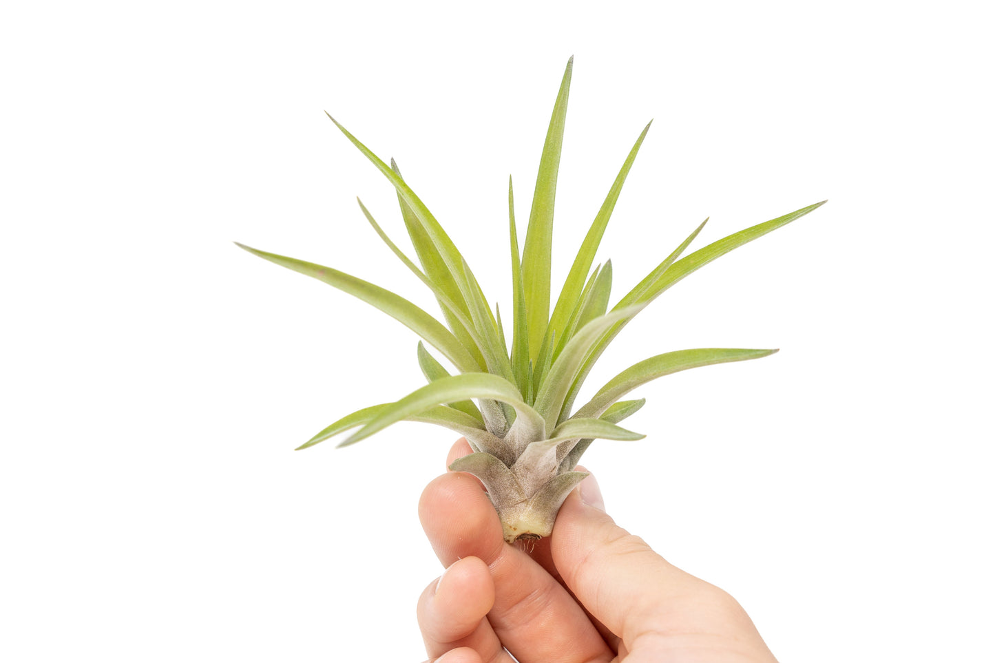 SALE - Large Tillandsia Velutina Air Plants - Set of 5 or 10 - 50% Off