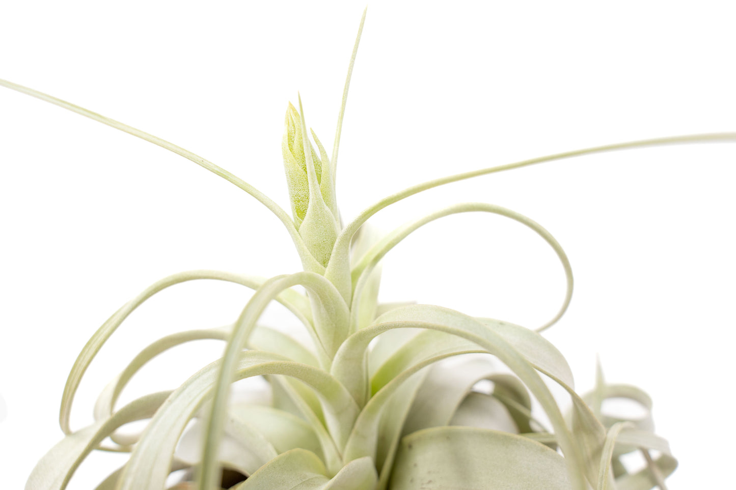 Medium Tillandsia  Xerographica Air Plant / 5-6 Inches Wide