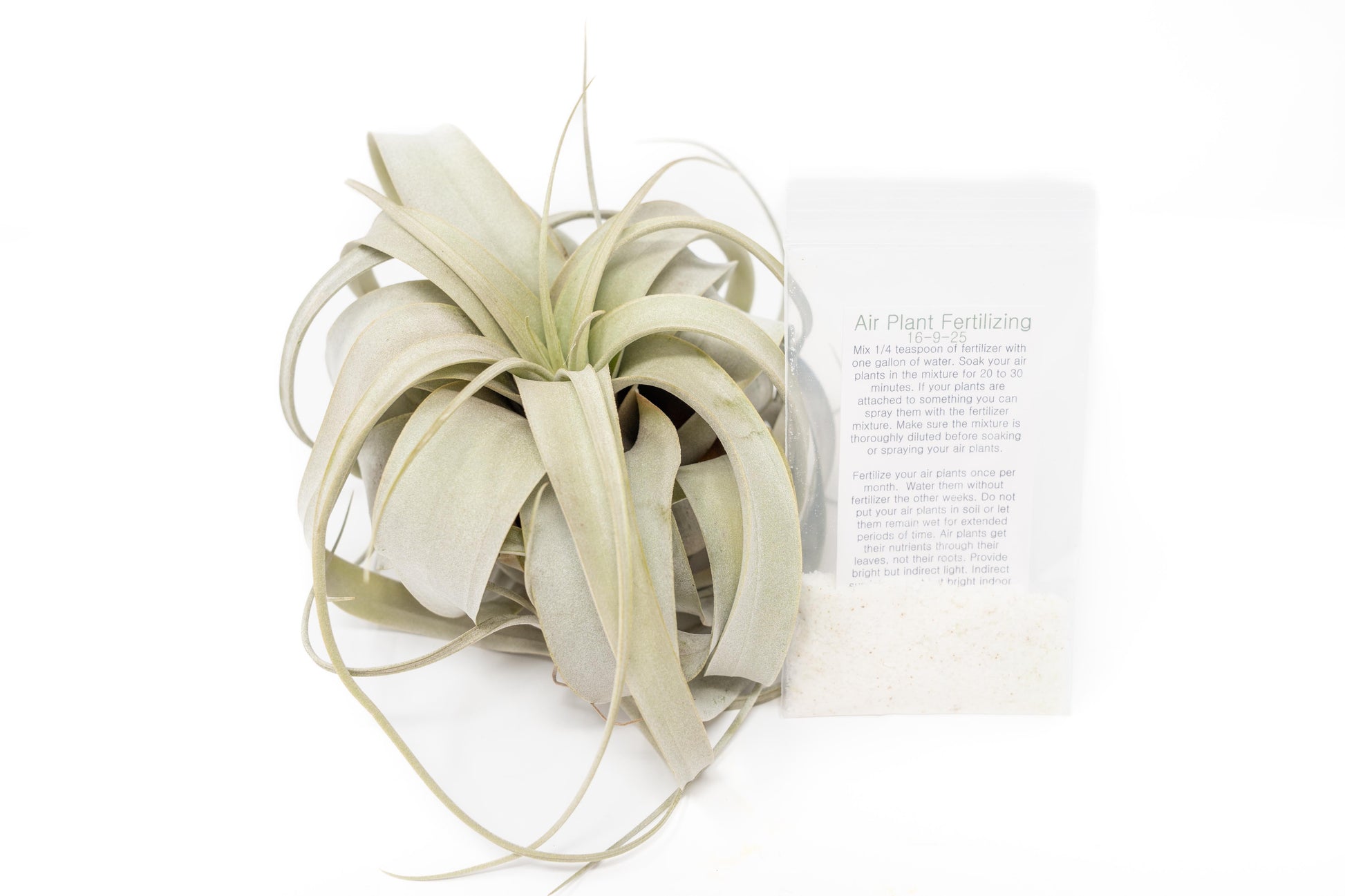 tillandsia air plant fertilizer Large Tillandsia Xerographica + 1 Year Air Plant Fertilizer Pack – Enchanted Grow