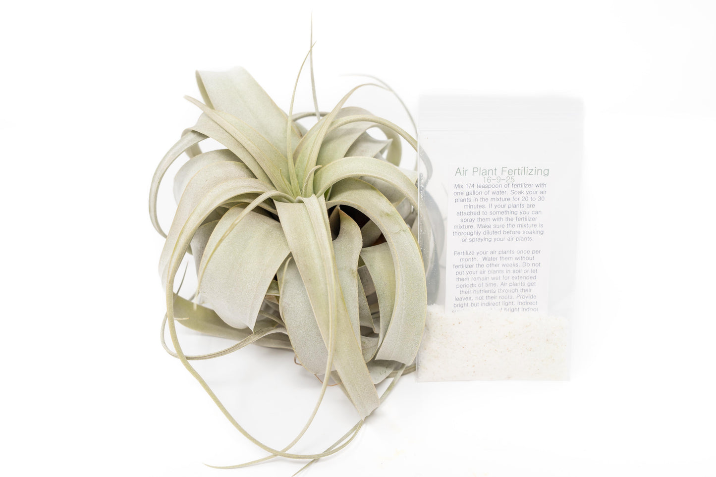 Large Tillandsia  Xerographica + 1 Year Air Plant Fertilizer Pack