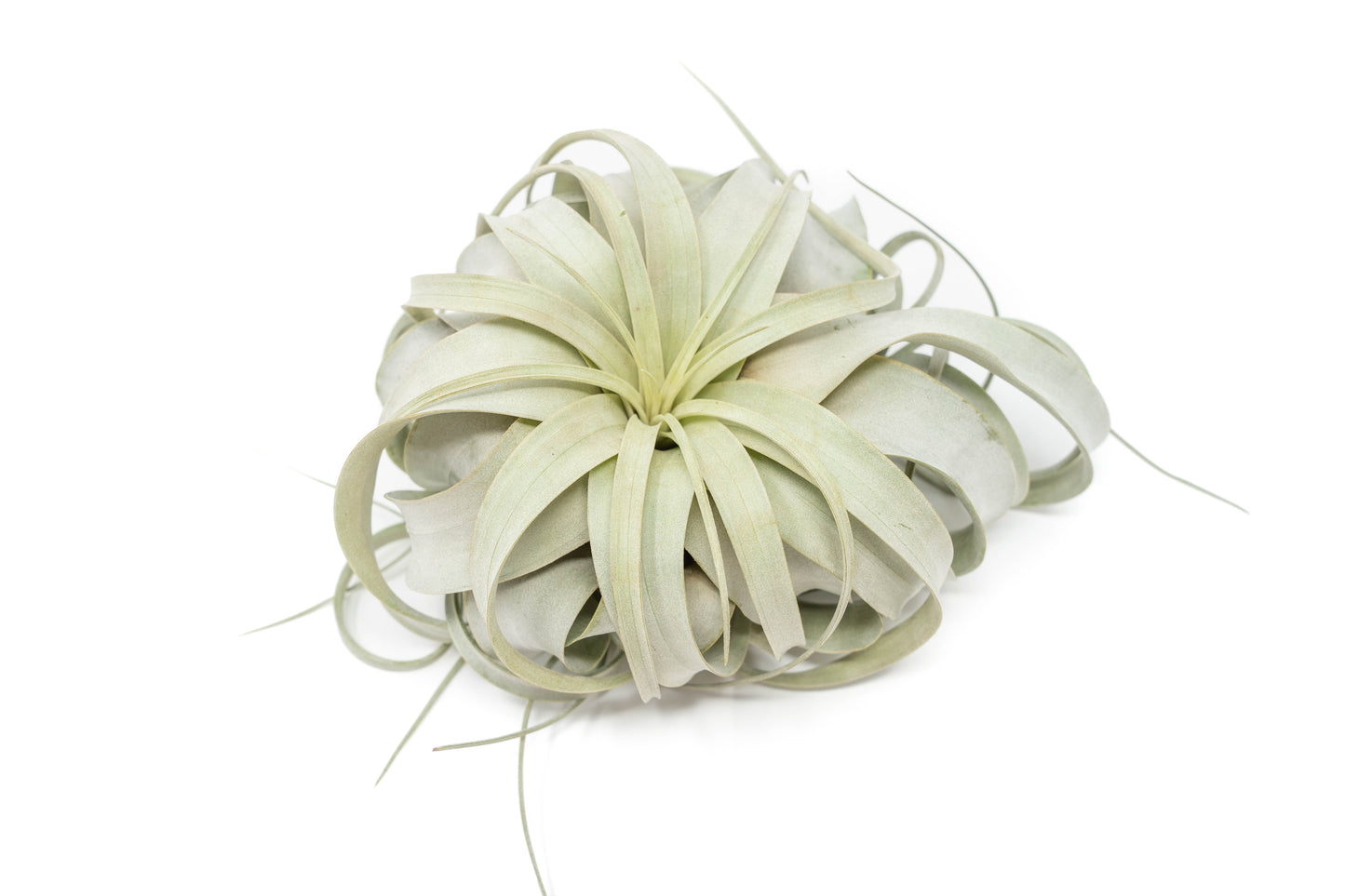 Large Tillandsia  Xerographica + 1 Year Air Plant Fertilizer Pack