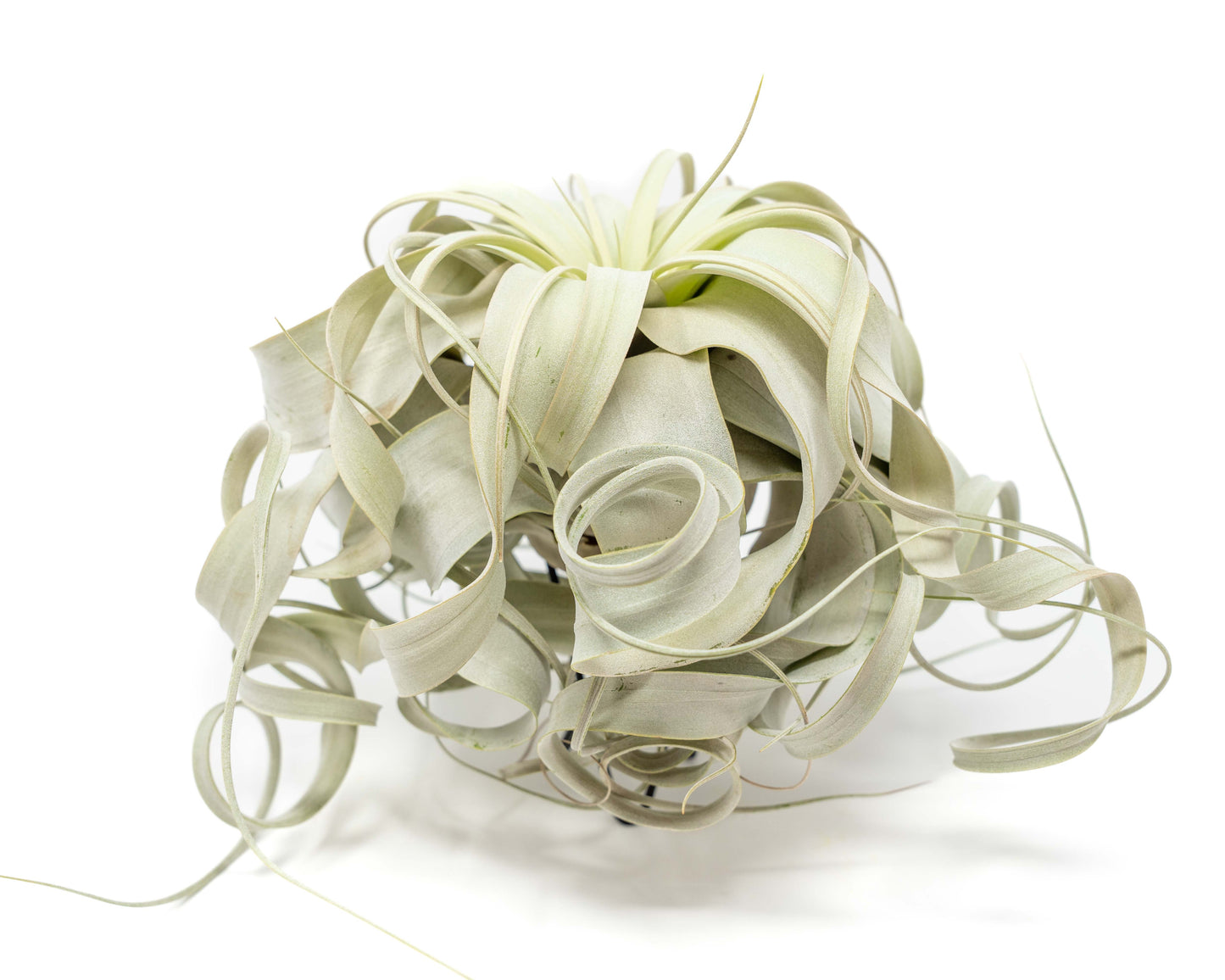 Special Curly Tillandsia Xerographica - Limited Quantities / 6-8 Inches Wide