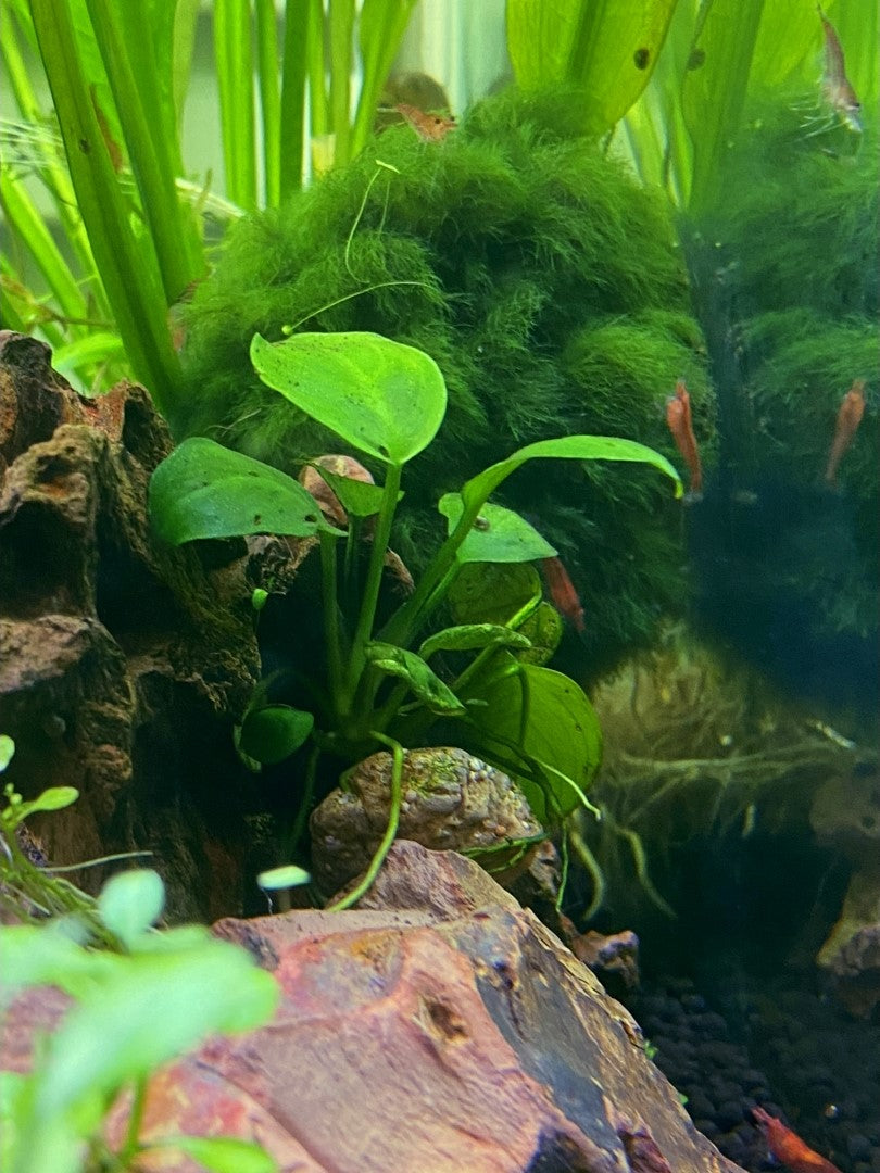 Random Mystery Anubias