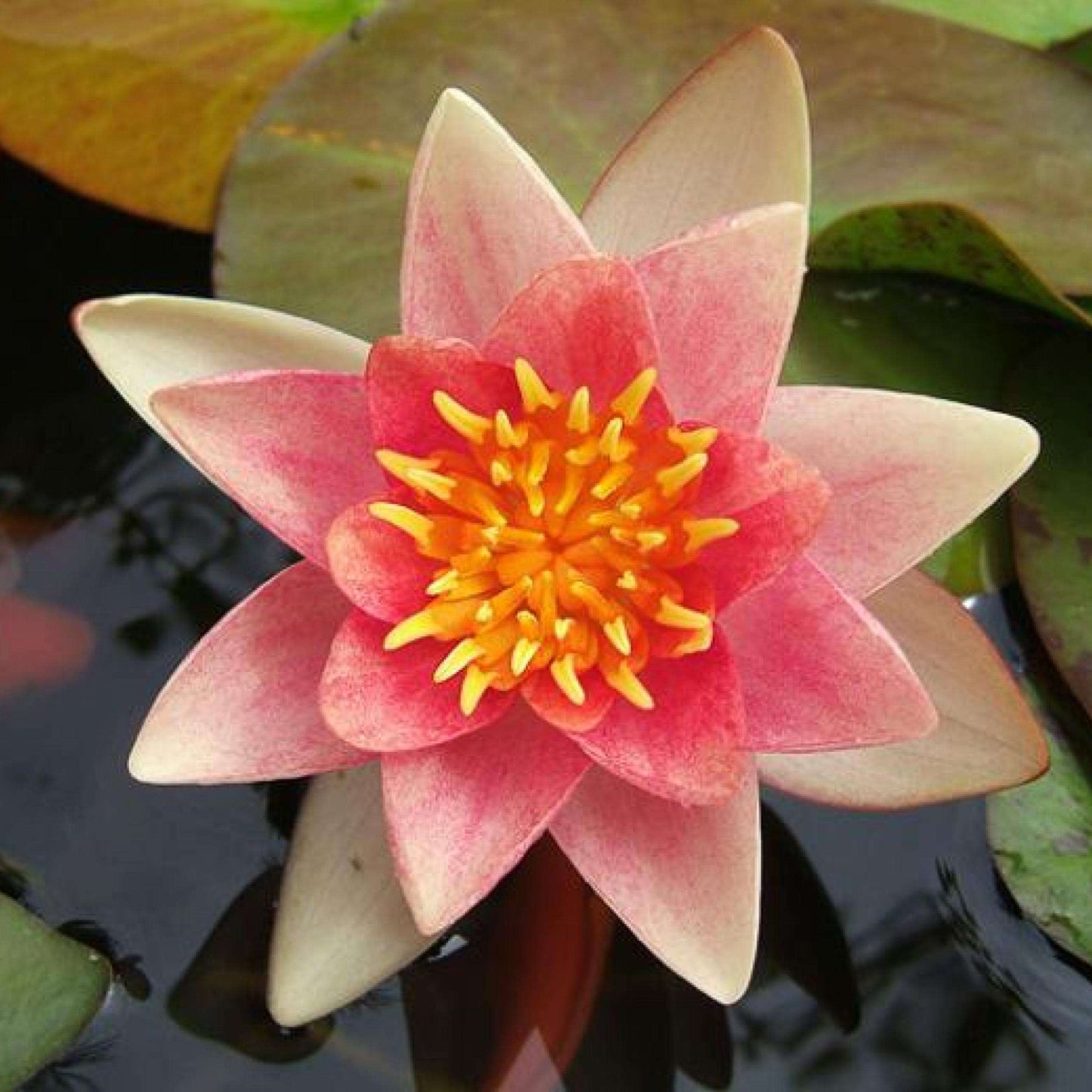 PHOEBUS (CH/ORANGE) Hardy Water Lily – Live Aquatic Pond Plant