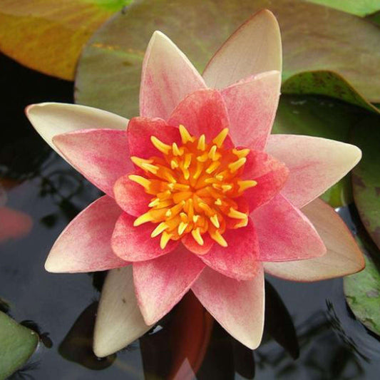 PHOEBUS (CH/ORANGE) Hardy Water Lily – Live Aquatic Pond Plant