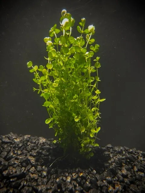 Baby Tears Live aquarium plant