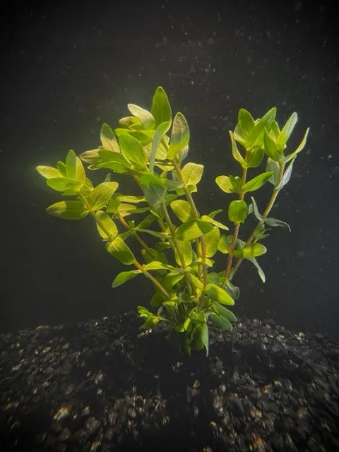 Bacopa (Bacopa caroliniana)