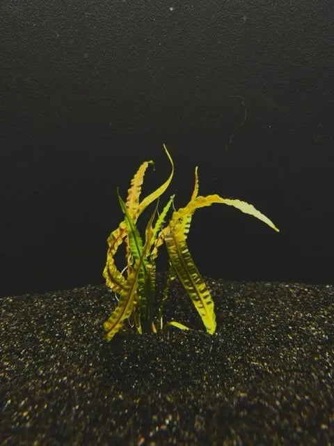 Cryptocoryne Balansae Live Aquarium Plant