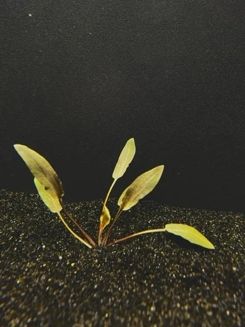 Cryptocoryne Beckettii