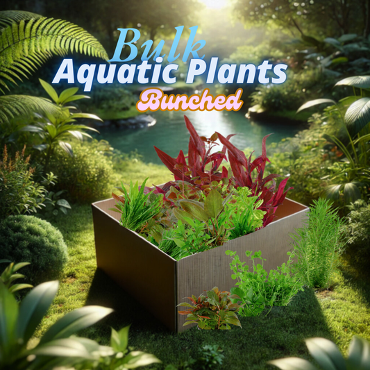 Bulk Aquarium/Aquatic Plants Box (Aquarium Plants Wholesale)