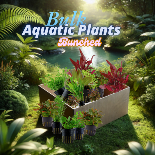 Potted Aquarium/Aquatic Plants Bulk Box (Aquarium Plants Wholesale)