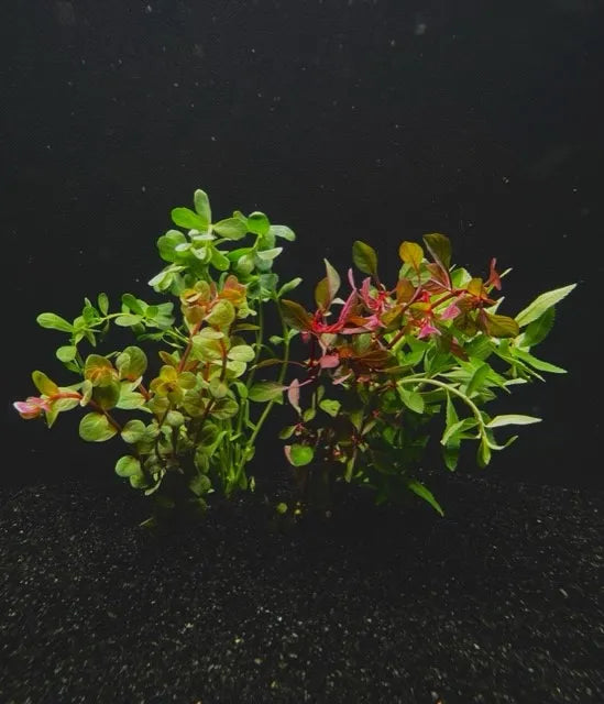 5 Assorted aquarium plant bunch Value Pack!