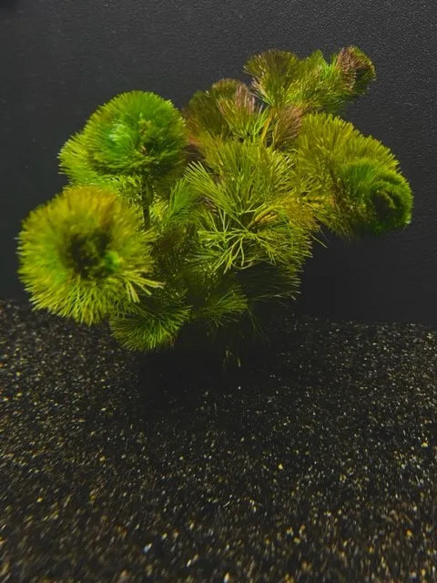 Cabomba (Cabomba caroliniana) Live Aquarium Plant