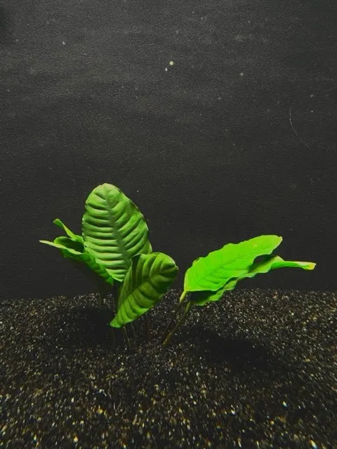 Anubias Coffeefolia