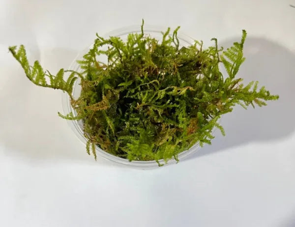 Christmas Moss (Vesicularia montagnei) | Premium Aquatic Moss for Freshwater Aquariums
