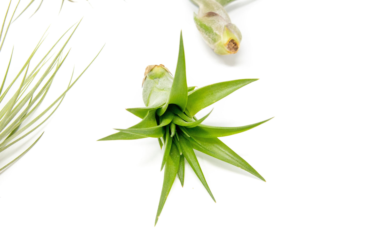 SALE - The Inca Collection of Tillandsia Air Plants - Sets of 9 or 18 - 30% Off