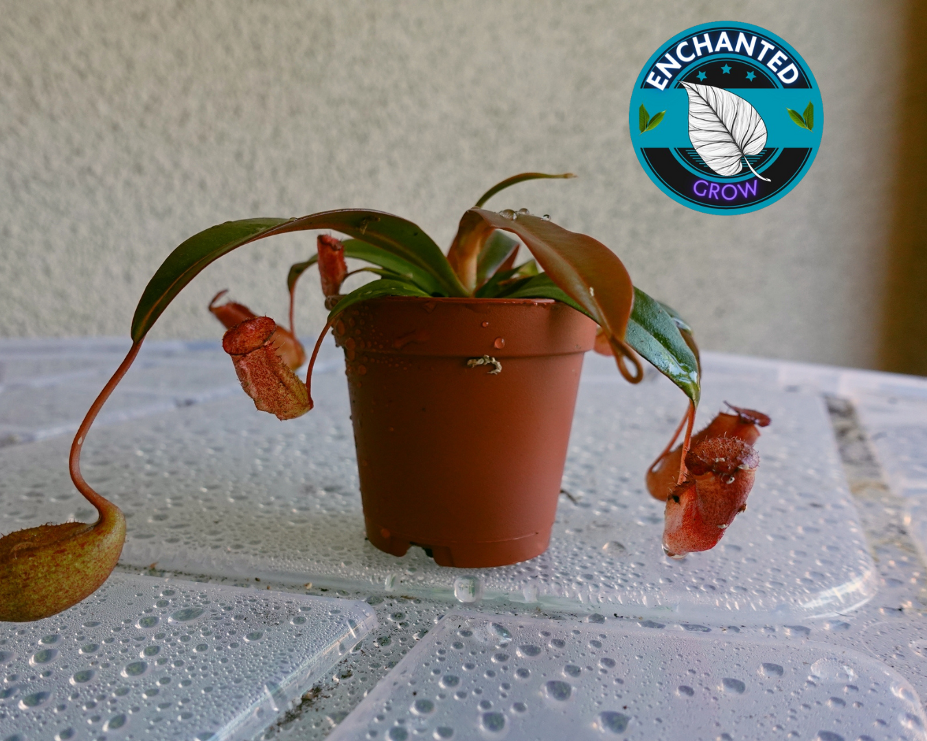 Nepenthes Bloody Mary Carnivorous Pitcher Plant