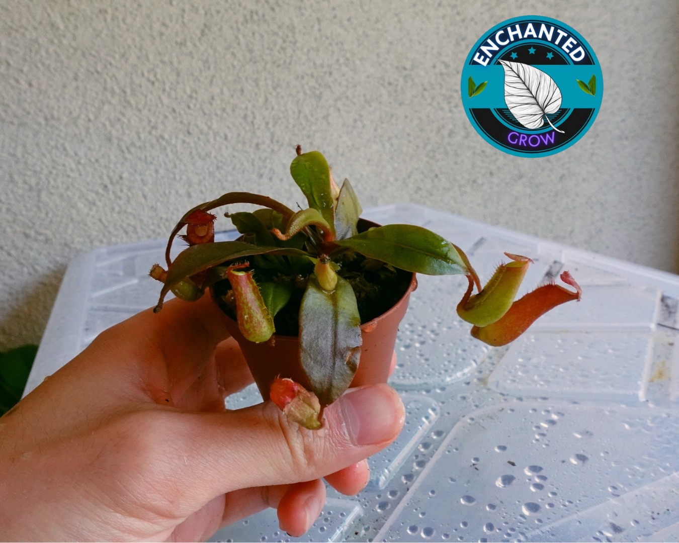 Nepenthes Bloody Mary Carnivorous Pitcher Plant