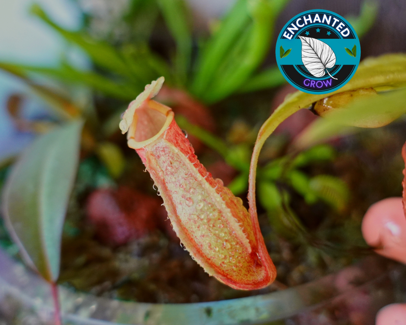 Nepenthes St. Gaya Carnivorous Pitcher Plant