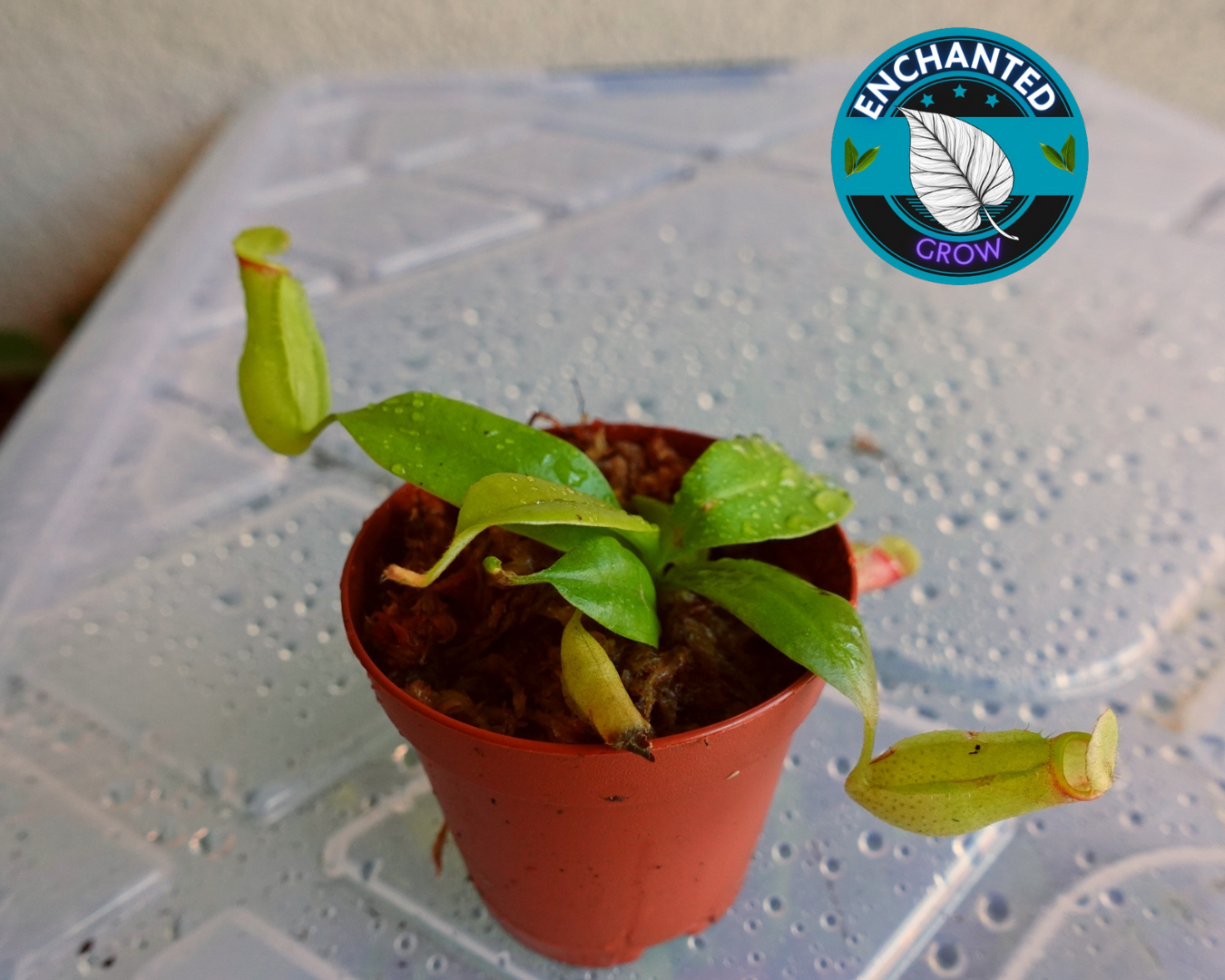 Nepenthes St. Gaya Carnivorous Pitcher Plant