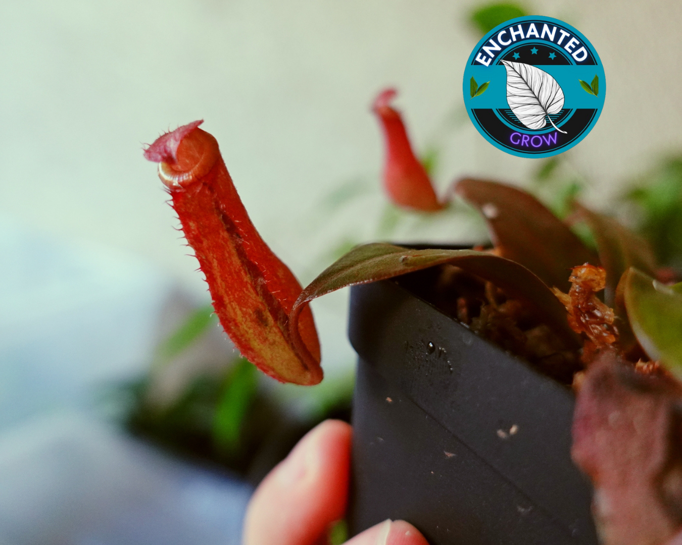 Nepenthes Bloody Mary Carnivorous Pitcher Plant (Medium Square Potted)