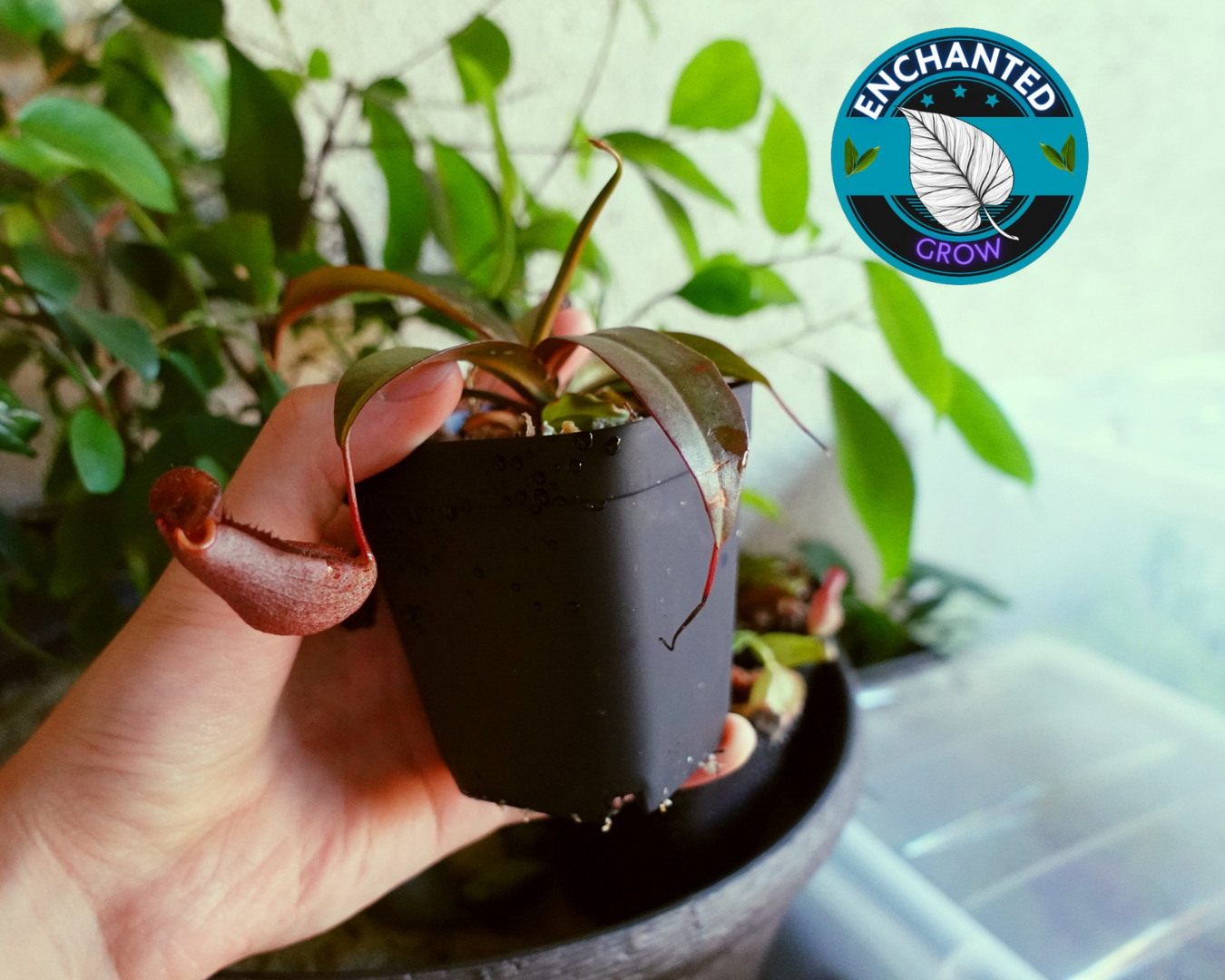 potted pitcher plant Nepenthes Lady Luck Carnivorous Pitcher Plant (Medium Square Potted)