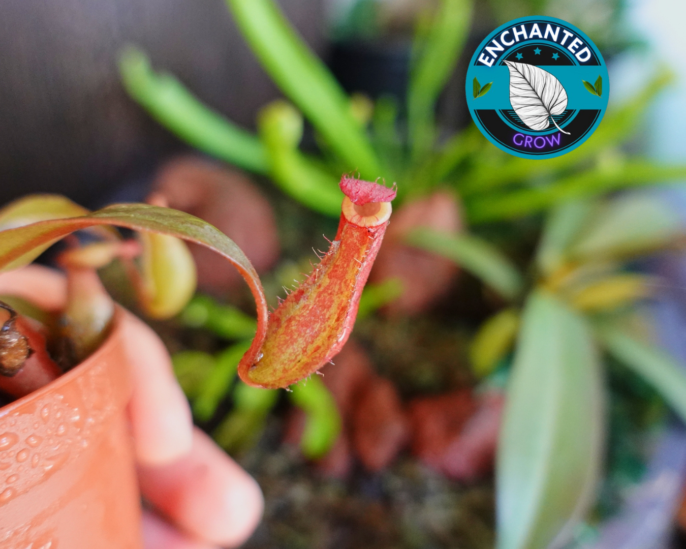 Nepenthes Bloody Mary Carnivorous Pitcher Plant