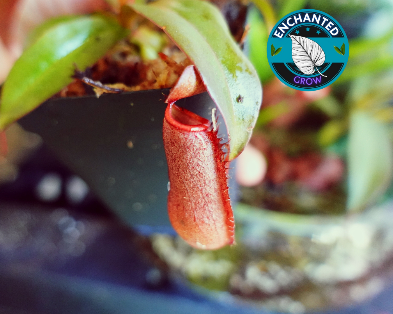 Nepenthes Lady Luck Carnivorous Pitcher Plant