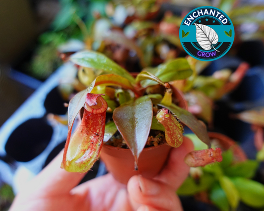 Nepenthes Bloody Mary Carnivorous Pitcher Plant