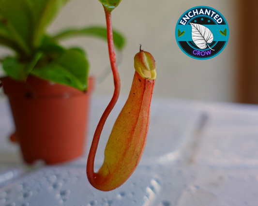 Nepenthes lowii Ventricosa Red Carnivorous Pitcher Plant