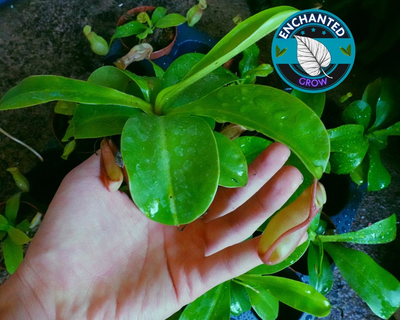 Nepenthes lowii Ventricosa Red Carnivorous Pitcher Plant