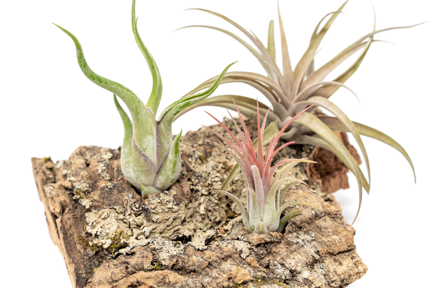 Medium Tabletop Cork Bark Display with 3 Tillandsia Air Plants