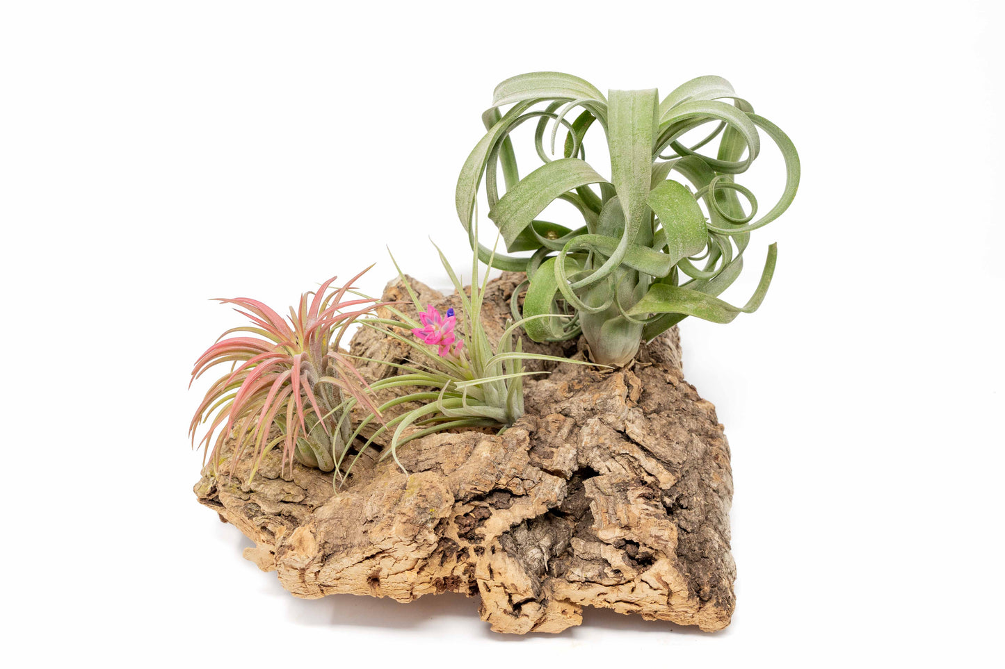 Medium Tabletop Cork Bark Display with 3 Tillandsia Air Plants