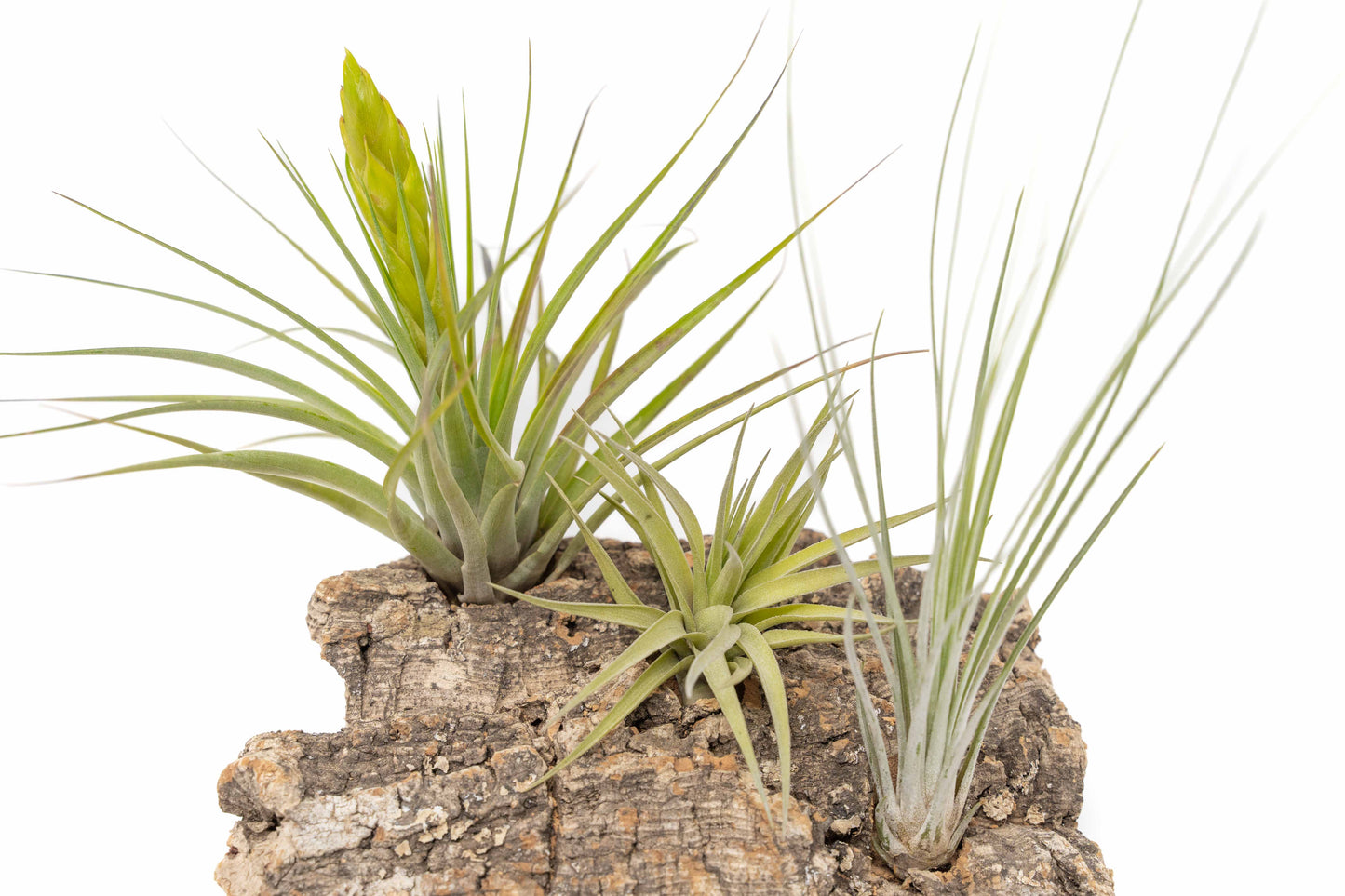 Medium Tabletop Cork Bark Display with 3 Tillandsia Air Plants