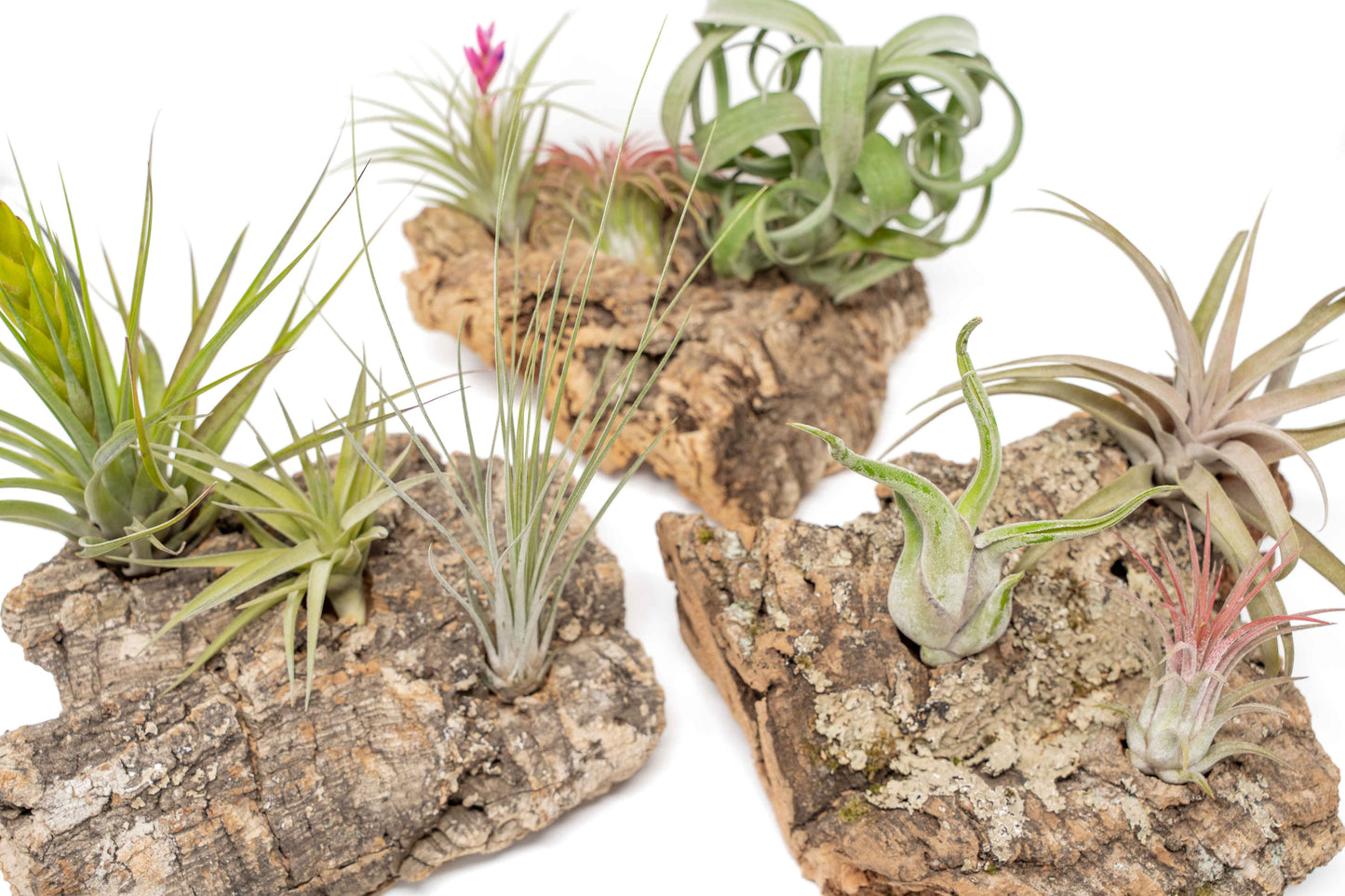 Medium Tabletop Cork Bark Display with 3 Tillandsia Air Plants