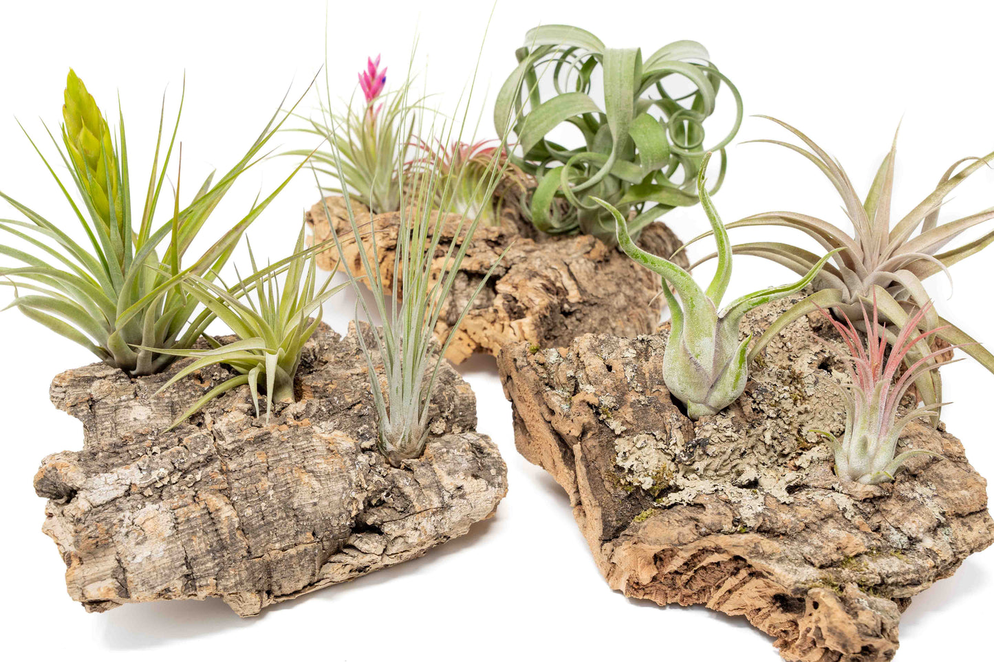 Medium Tabletop Cork Bark Display with 3 Tillandsia Air Plants