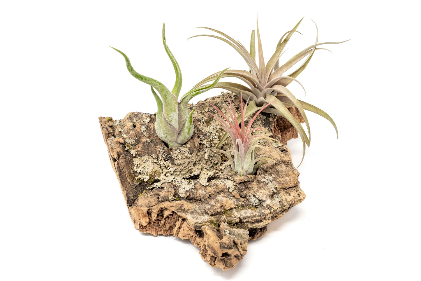 Medium Tabletop Cork Bark Display with 3 Tillandsia Air Plants