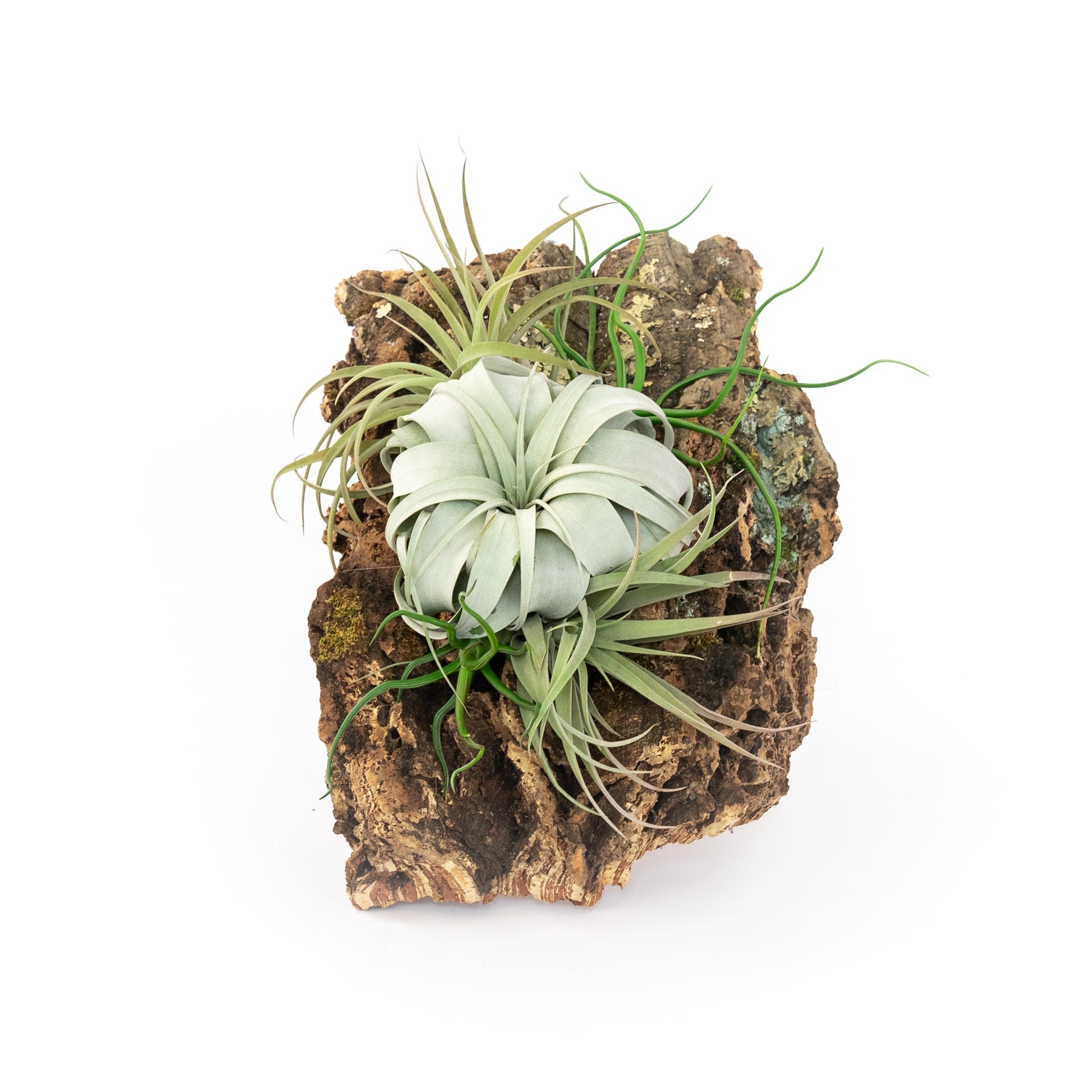 air plant glue Large Cork Bark Display with 5 Tillandsia Air Plants & Waterproof Glue
