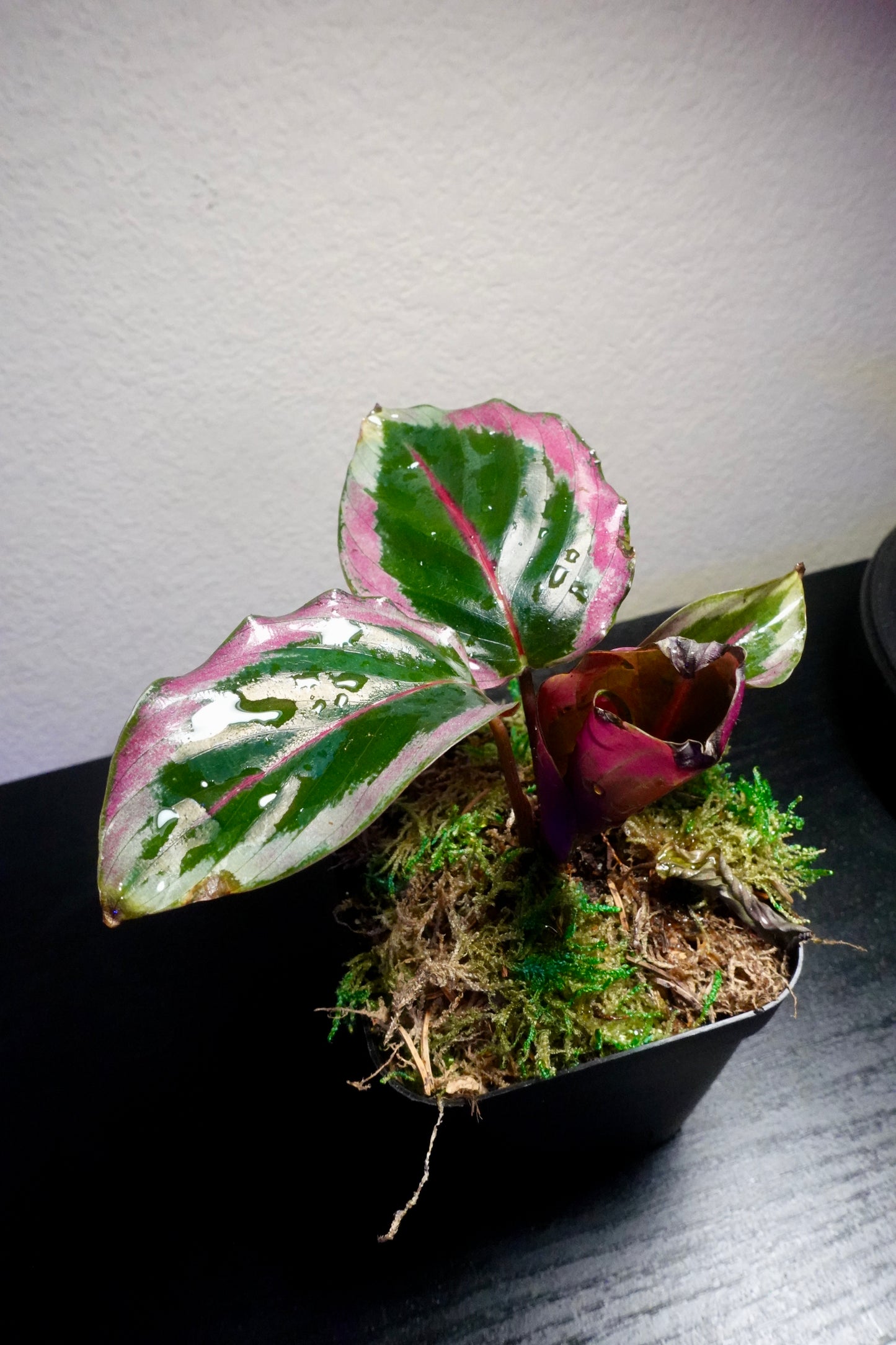 3" Potted Calathea Illustris Live Tropical House Plant