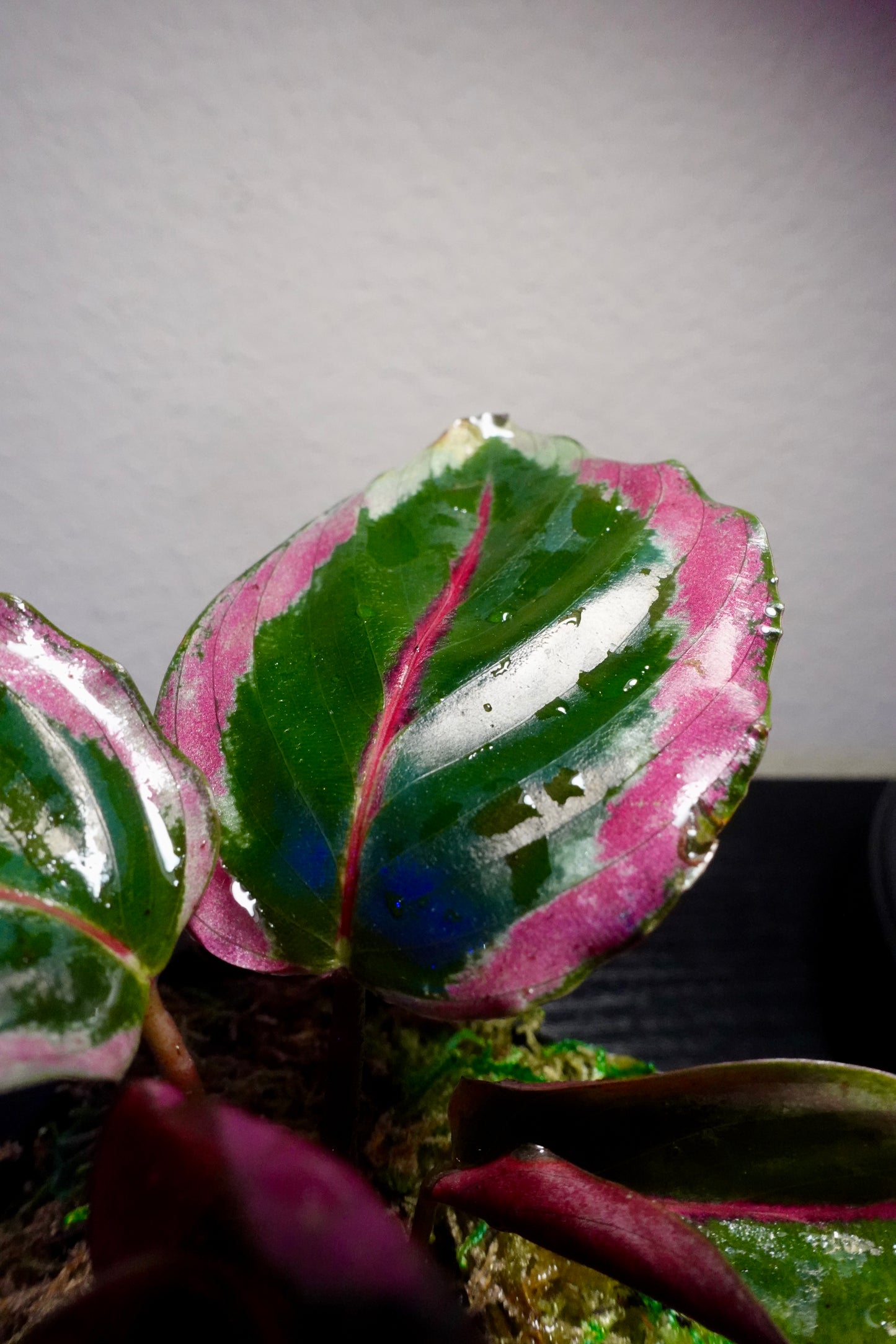 3" Potted Calathea Illustris Live Tropical House Plant