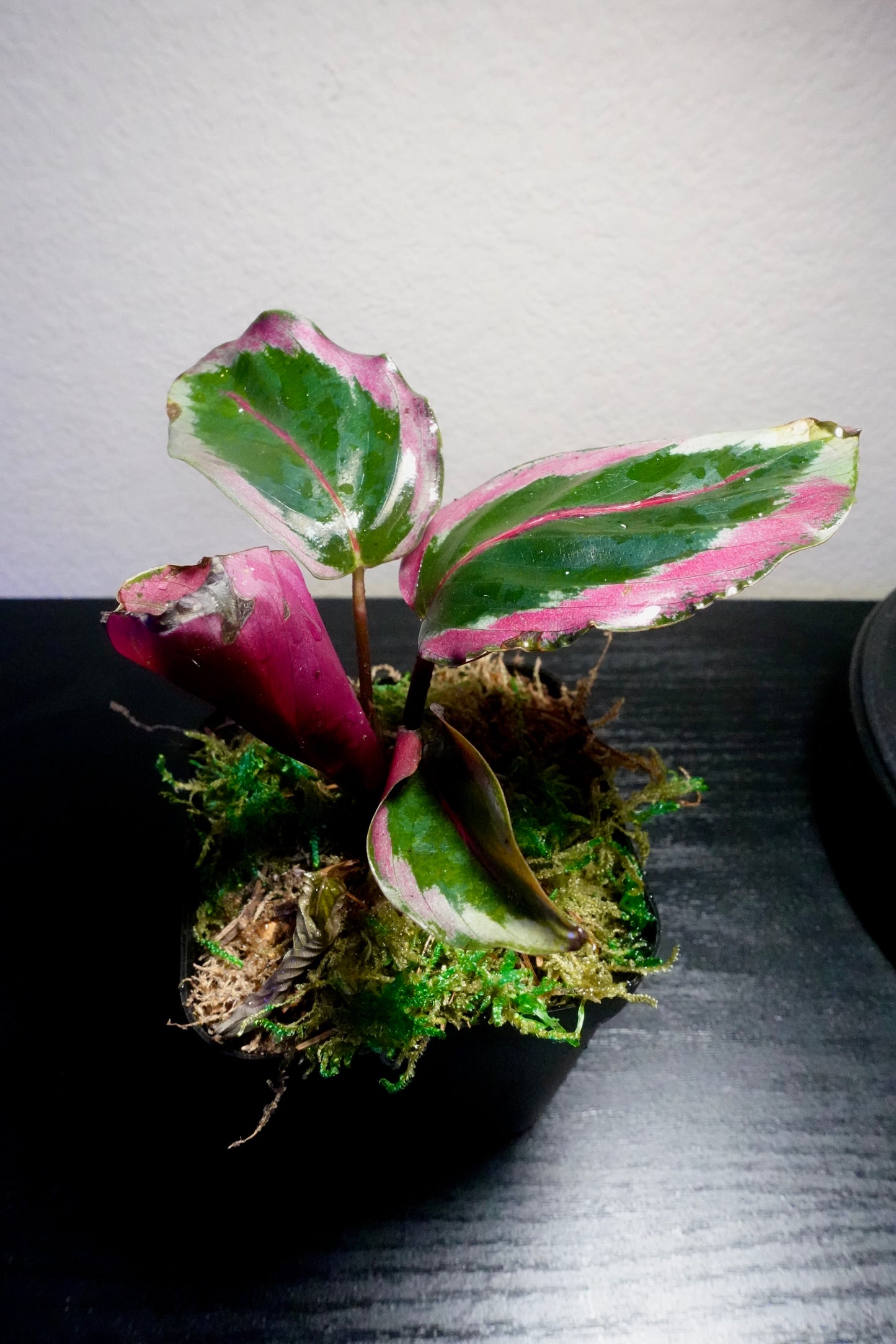 3" Potted Calathea Illustris Live Tropical House Plant