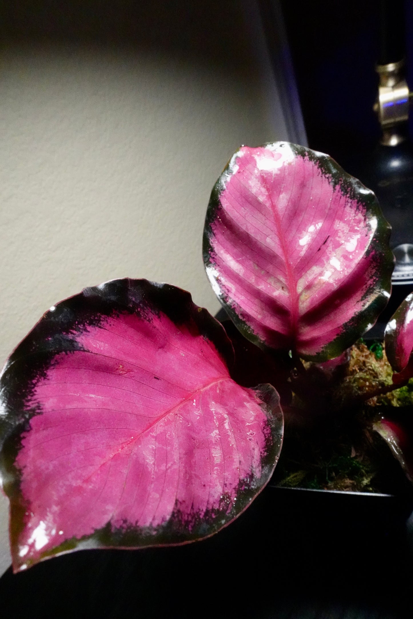 3" Potted Calathea roseopicta 'Rosy' Live Tropical House Plant