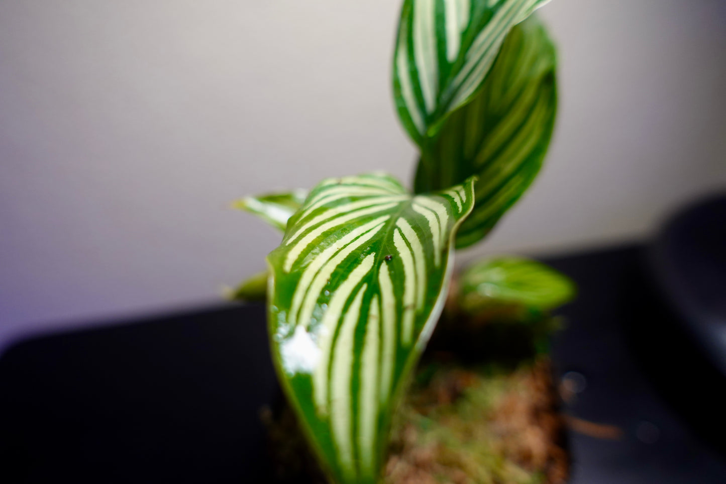 3" Potted Calathea Vittata Live Tropical House Plant