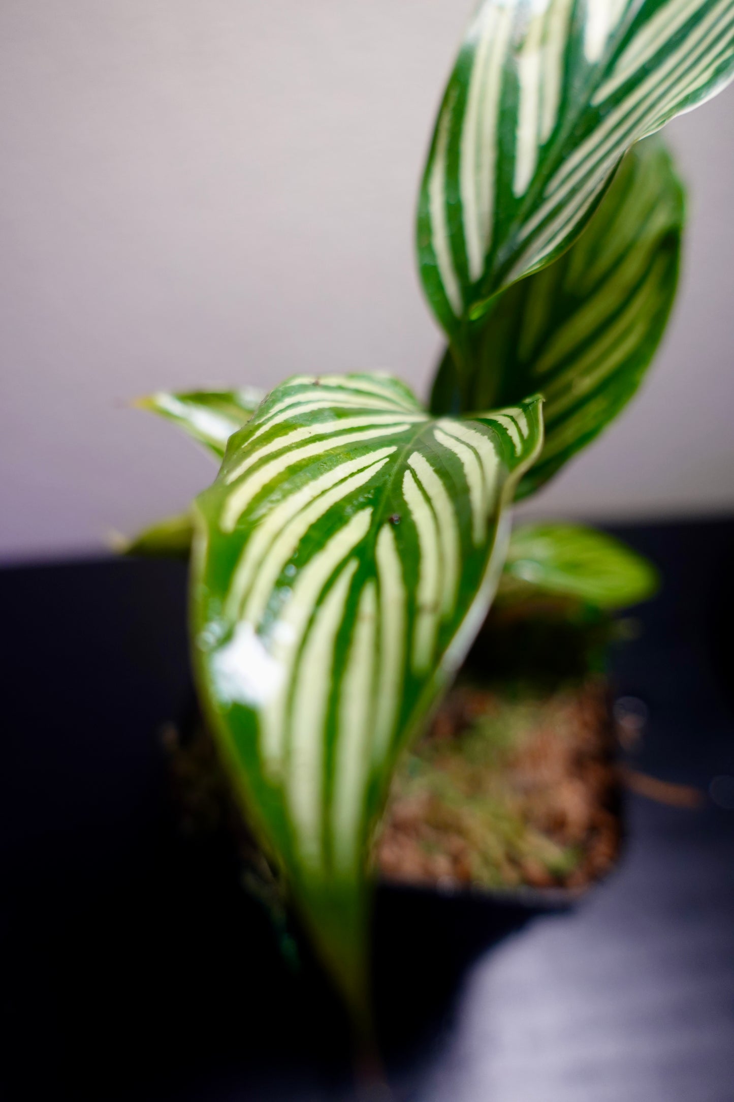 3" Potted Calathea Vittata Live Tropical House Plant