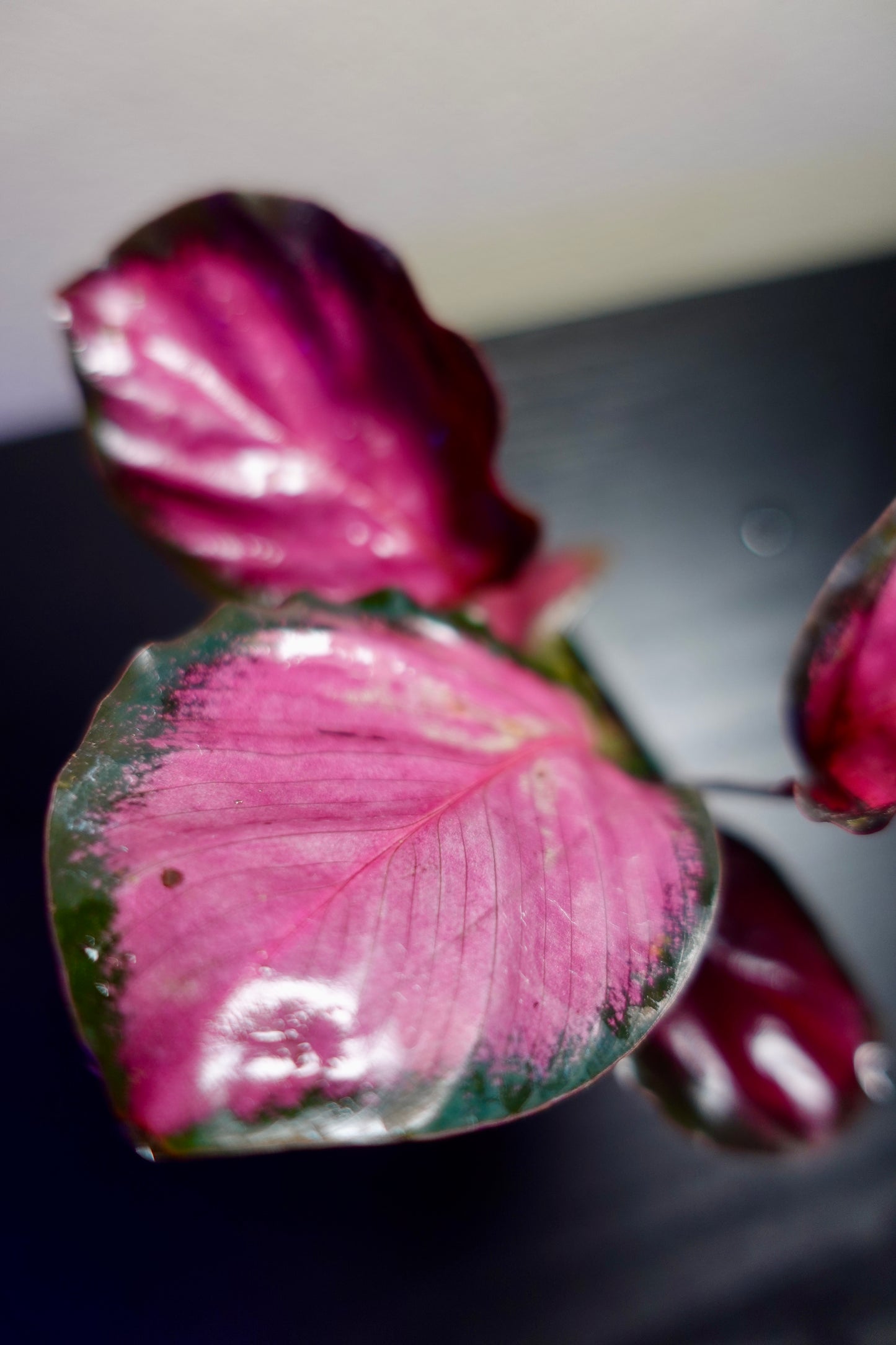 3" Potted Calathea roseopicta 'Rosy' Live Tropical House Plant