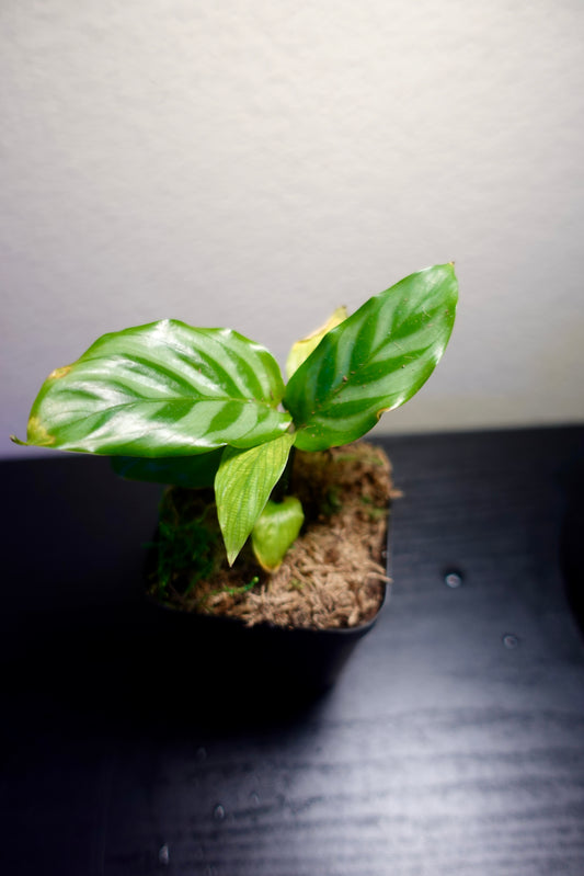 3" Potted Calathea Concinna "Freddy" Live Tropical House Plant