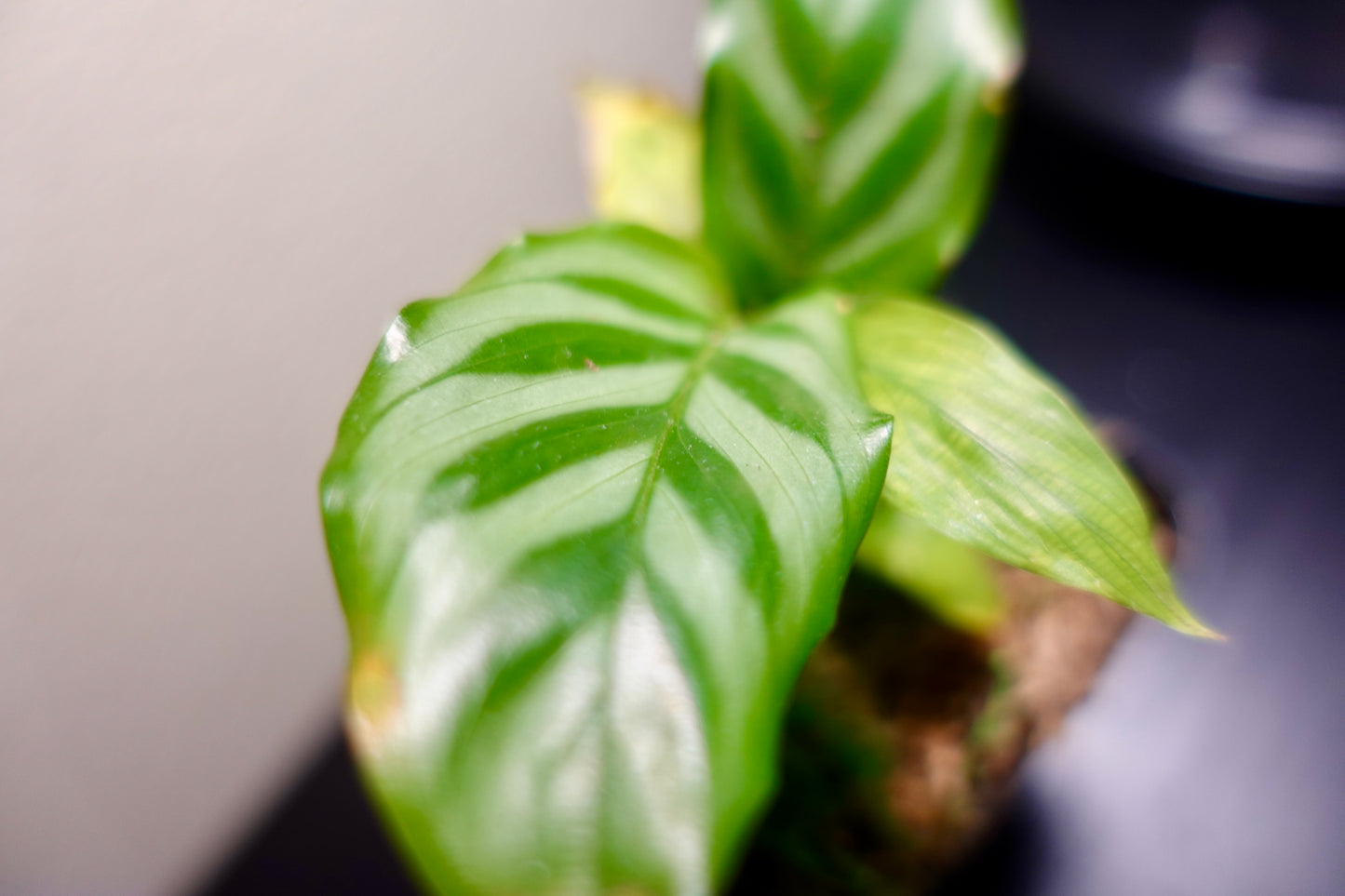 3" Potted Calathea Concinna "Freddy" Live Tropical House Plant