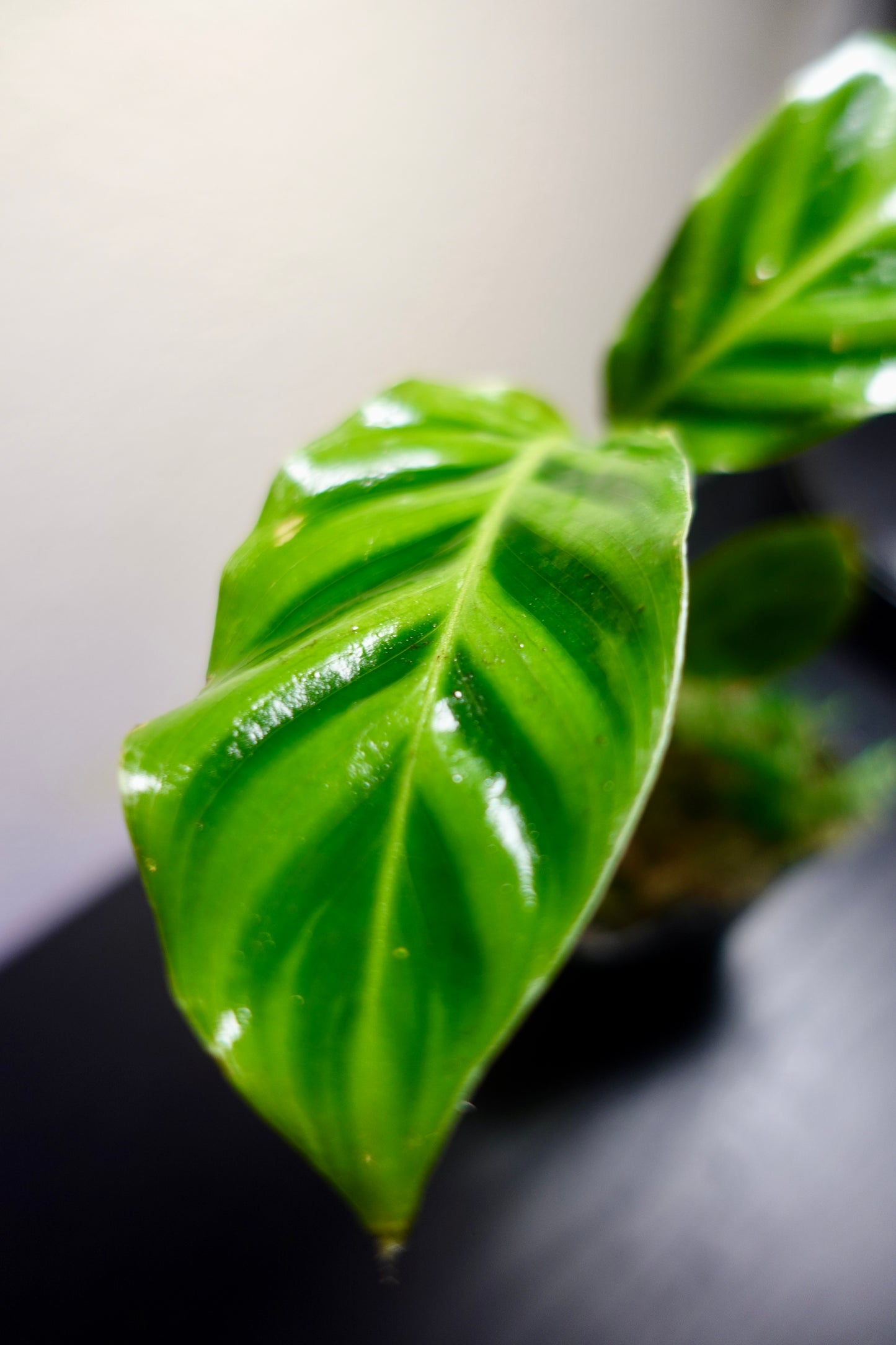 3" Potted Calathea Goeppertia zebrina Live Tropical House Plant