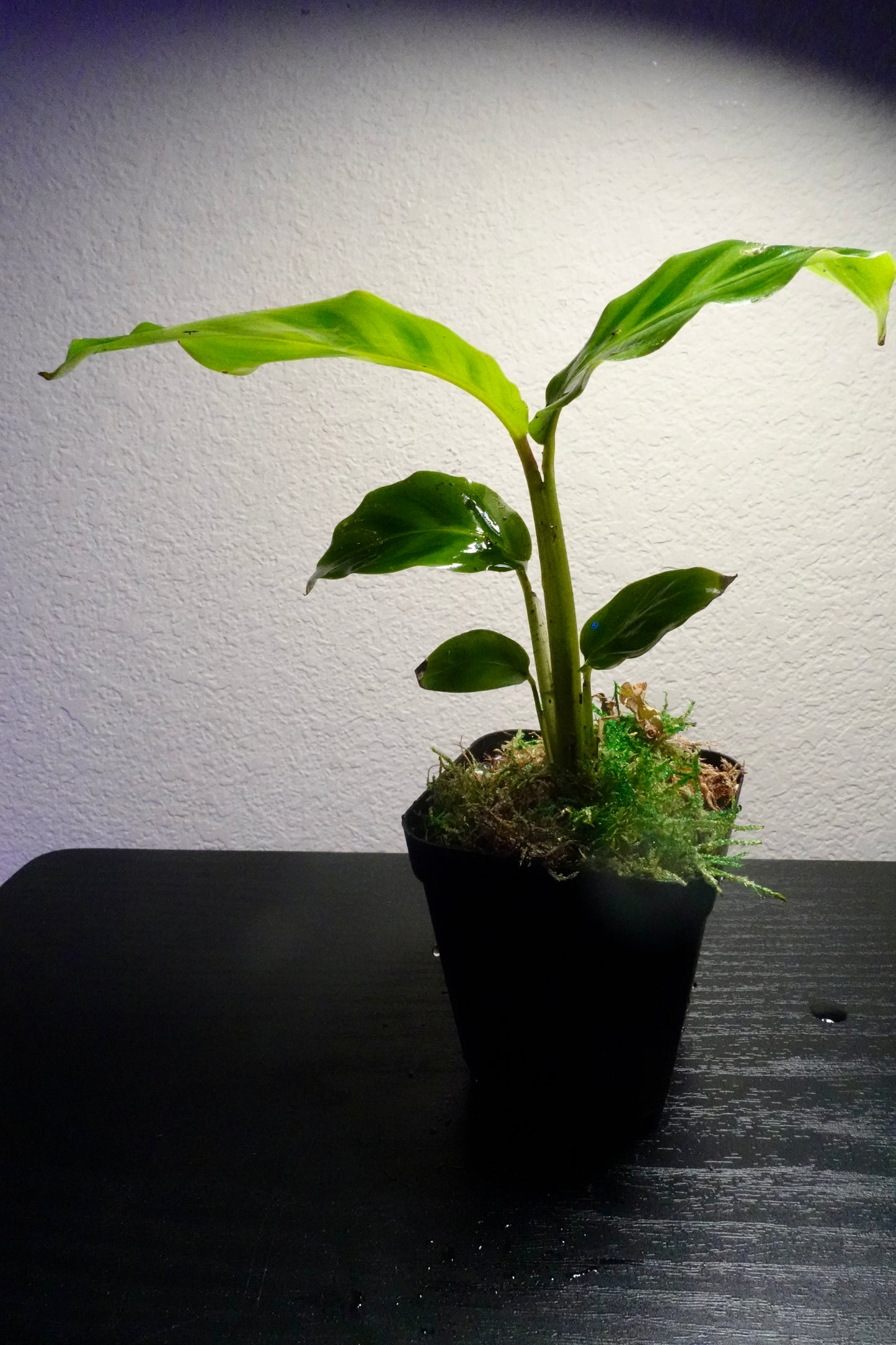 3" Potted Calathea Goeppertia zebrina Live Tropical House Plant